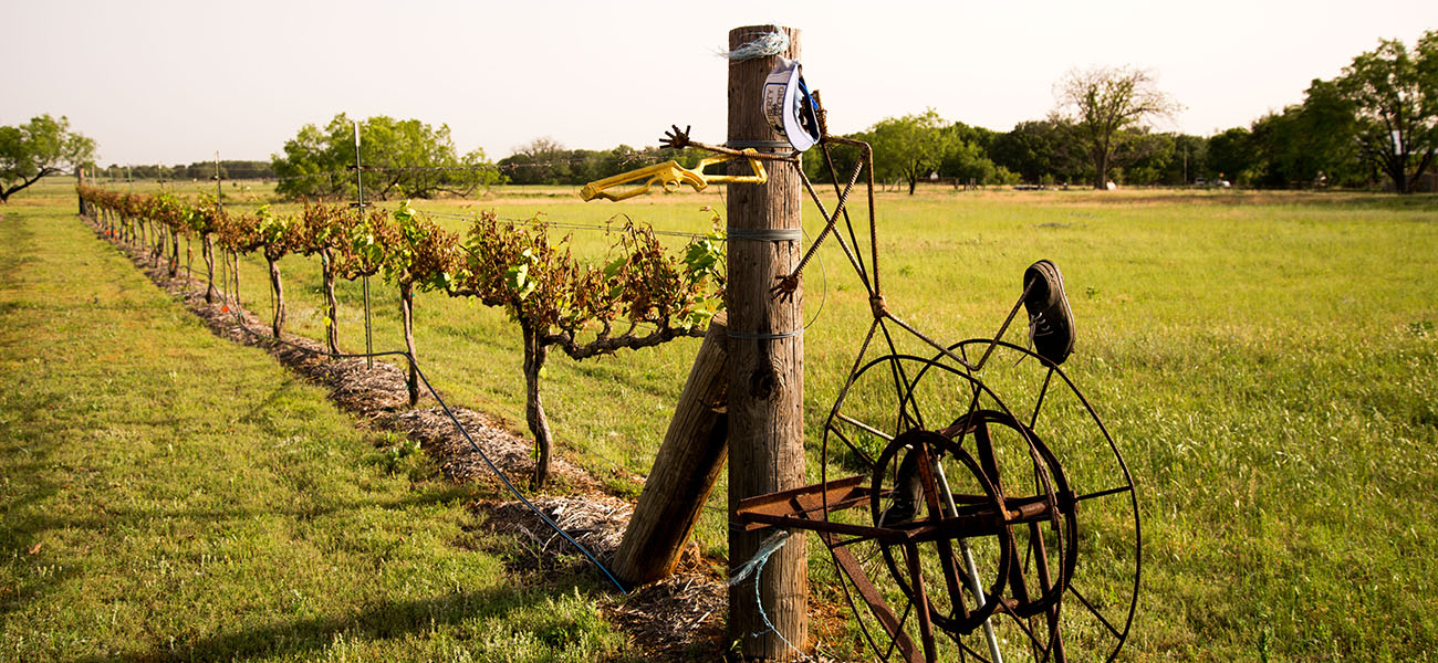 Wineries near Granbury, Texas - Wine Tasting